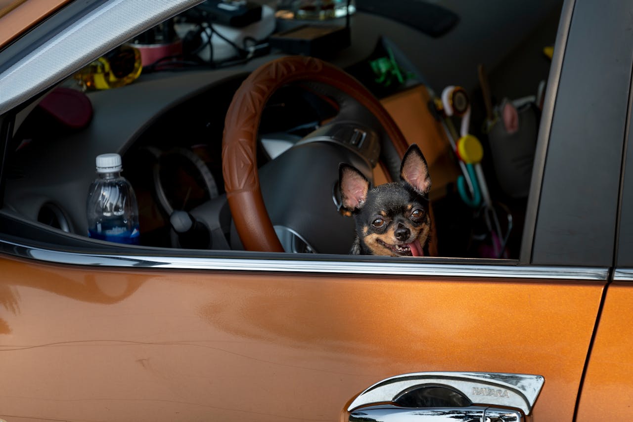A Chihuahua dog inside a parked car looking through the window.